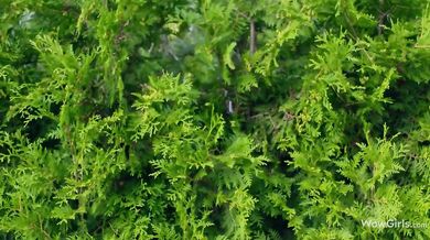 WOW GIRLS - Two girls found their horny friend riding guy with big cock in public park